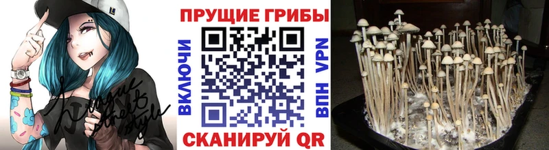 Псилоцибиновые грибы прущие грибы  Дюртюли 